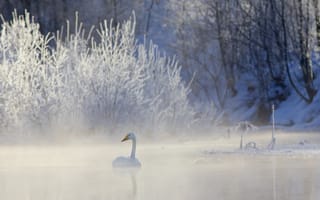Картинка зима, природа, озеро, лебедь