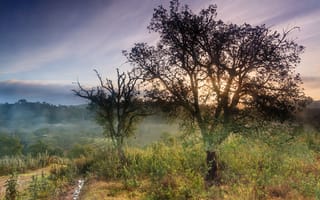 Картинка туман, деревья, холмы, трава, рассвет