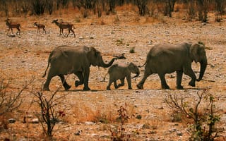 Картинка животные, слоны, Африка, семейство