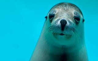 Картинка тюлень, смотрит, голубая вода