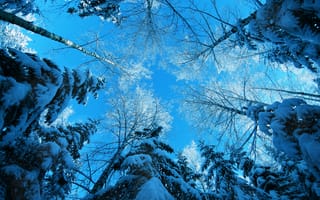 Картинка зима, лес, деревья, небо, снег