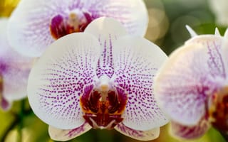 Картинка макро, в крапинку, ветка, орхидея, белая, фаленопсис