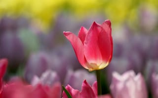 Картинка природа, весна, тюльпан, розовый, макро