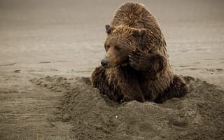 Картинка песок, медведь, топтыгин