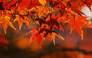 Картинка природа, ветки, фотографии, осенние, макро, осень, ветви, листья, дерево