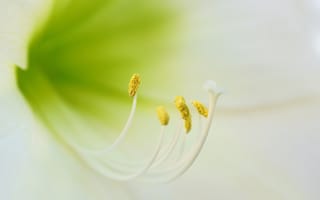 Картинка природа, макро, цветок, White Amaryllis