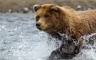 Картинка медведь, брызги, вода