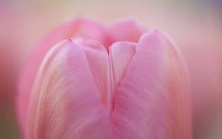 Картинка розовый, весна, макро, фокус, природа, тюльпан