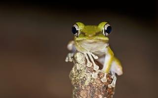 Картинка жаба, смотрит, Weng Keong Liew photography, дерево