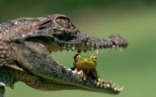 Картинка крокодил, зубы, лягушка