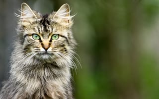 Картинка кот, пушистый, серый, глаза