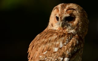 Картинка Tawny Owl, серая неясыть, сова, птица