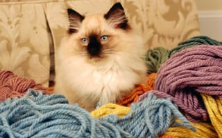 Картинка бирманская кошка, кот, нитки, порода, цвета, вязание