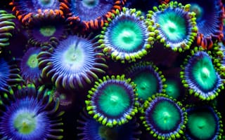 Картинка причудливость, подводные растения, разноцветно