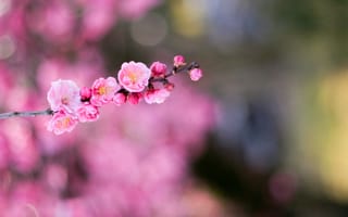 Картинка flower, macro, боке, Japanes apricot, pink, цветок, japan, bokeh