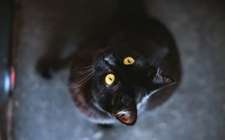 Картинка кот, желтые, черный, шерсть, животное, глаза