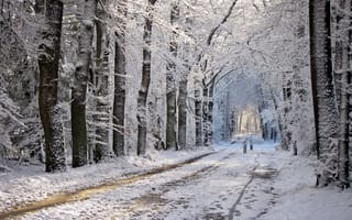 Обои зима, пейзаж, дорога
