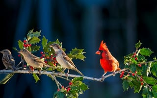 Картинка птичка, красная, ветка, angry bird, энгри бёрдс, смородина
