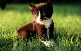 Обои cat, кот, белый, макро, кошка, черный, трава, котенок