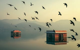 Картинка Индия, свет, дома, вода, утро, Джайпур, Раджастхан, Mahesh B Photography, птицы