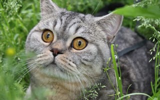Картинка кот, зелень, глаза