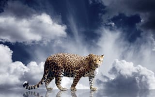 Картинка зверь, леопард, взгляд, облака, хищник