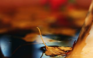 Картинка опавший, лужа, боке, лист, осень