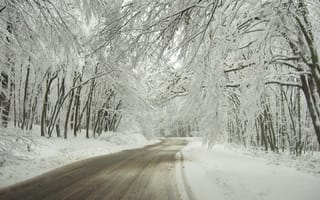 Обои дорога, деревья, снег, зима