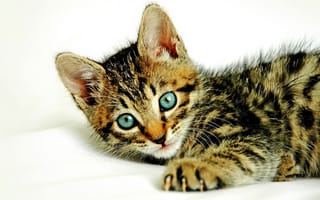 Картинка кот, когти, глаза, окраска, шерсть, кошка, котёнок, уши, морда, полосы, лапа, пушистик, усы