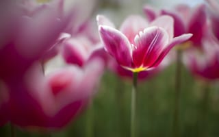 Картинка тюльпаны, много, розовые, весна