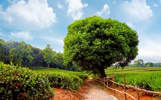 Картинка Sunshine day, плантация, tea plantation, кустарники, чайная, дорожка, деревья