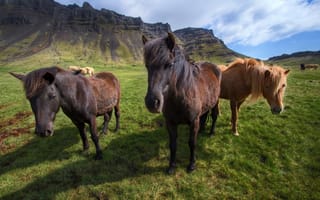 Картинка Icelandic horses, Исландия, лошади, горы