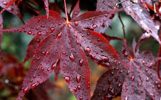 Картинка осень, прожилки, листья, красные, капли, дождь