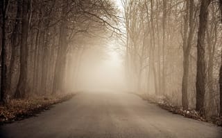 Обои дорога, лес, туман