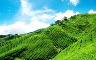 Картинка Tea plantation, небо, облака, плантация, чайная, голубое, горный, склон