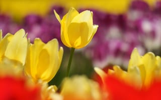 Обои весна, тюльпаны, фокус, красное, желтый