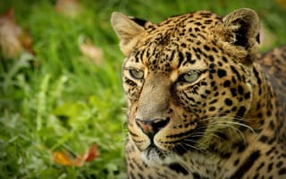 Картинка леопард, leopard, пятна, animal