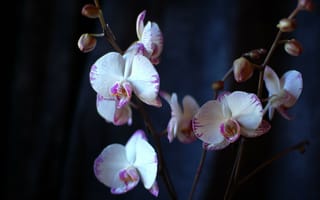 Картинка орхидеи, лепестки, цветы