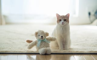 Картинка кошка, дом, torode, игрушка