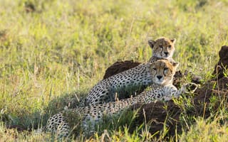 Картинка гепард, пара, семья, отдых