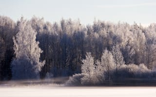 Картинка лес, утро, зима, свет, иней, снег