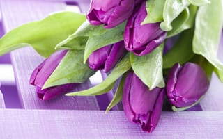 Картинка фиолетовый, букет, тюльпаны, цветы