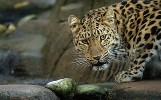 Картинка дикая кошка, амурский леопард, камни, ручей, морда, хищник