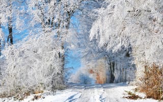 Обои Зима, дорога, деревья, снег, иней