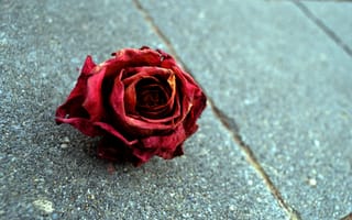 Картинка роза, макро, красный цветок, rose
