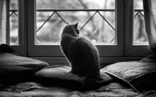 Картинка кошка, подушки, candela, окно, чёрно белое фото, чб фото, чёрно белые дни