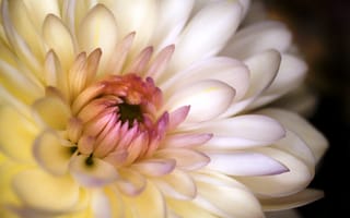 Картинка хризантема, белая, цветок, макро, лепестки