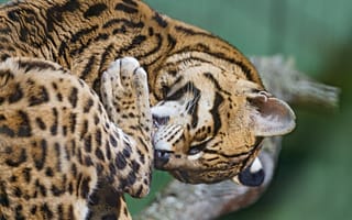 Картинка оцелот, ©Tambako The Jaguar, умывание, кошка