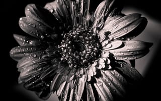 Картинка Цветок, черно-белое, лепестки, распустившийся