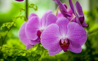 Картинка орхидеи, экзотика, макро